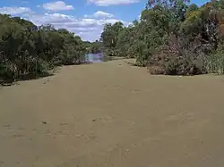 Azolla  sp. recobrindo o Canning River, Western Australia.