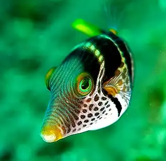 Canthigaster valentini