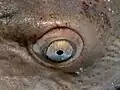 Olho do C. taurus
