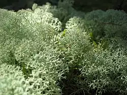 Musgo de rena (Cladonia rangiferina)