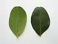 Ceratonia siliqua, superfícies abaxial e adaxial da folha.