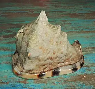 A concha do Cassidae Cassis tuberosa (Linnaeus, 1758), espécie denominada búzio em costas brasileiras e utilizada como instrumento de sopro.