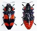 Castiarina cyanipes, vista superior (esquerda) e inferior (direita); espécime da Austrália Ocidental.