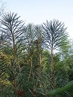 Cathaya argyrophylla