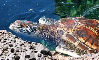 Espécime avistado no Havaí em 2005