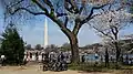 Flores de cerejeira na bacia das marés e monumento a Washington, março de 2016