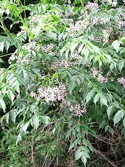 Melia azedarach em flor