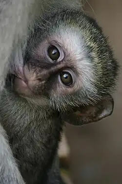 Um filhote de macaco está abraçado ao corpo de sua mãe. Ele tem olhos grandes e expressivos, e está olhando diretamente para a câmera, com parte do rosto encostada na mãe. Seu pelo é acinzentado com tons esverdeados.