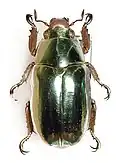 Chrysina chrysargyrea: Rutelinae