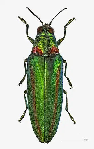 Fotografia de um Buprestidae tailandês da espécie Chrysochroa rajah.