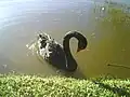 Cisne-negro(Cygnus atratus) no jardim Botânico de Porto Alegre