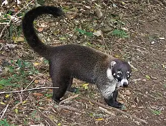 Nasua narica na Costa Rica