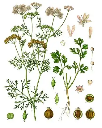 Coriandrum sativum
