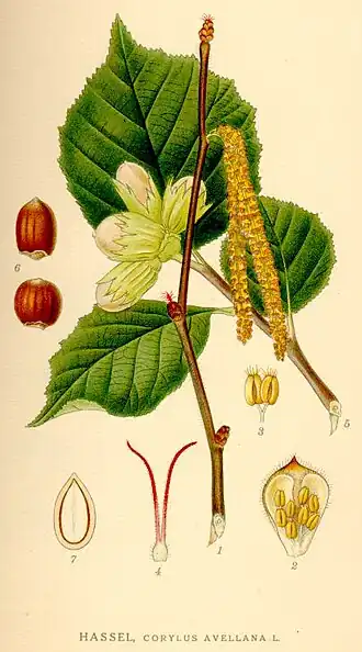 Corylus avellana