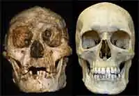 Crânio de Homo floresiensis (à esquerda) e de Homo sapiens (à direita)