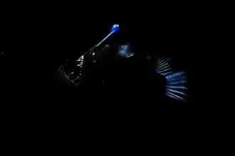 Cryptopsaras couesii (Ceratiidae).