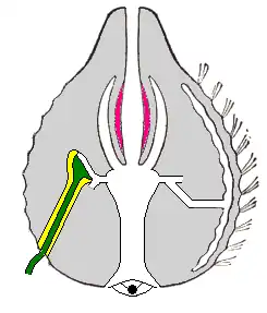 Corte esquemático através de um ctenóforo Cydippida do tipo Pleurobrachia. O lado esquerdo mostra o canal desde o estômago até ao tentáculo, o direito o canal desde o estômago até à fila de pentes (ctenas).