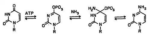 Mecanismo da Ctp sintase: UTP + ATP + glutamina ⇔ CTP + ADP + glutamato