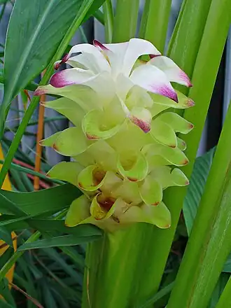 Curcuma longa