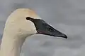 Cabeça de um cisne-trombeteiro.