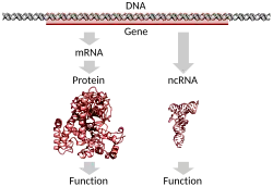 Um gene codificador de proteína no DNA sendo transcrito e traduzido para uma proteína funcional ou um gene não codificador de proteína sendo transcrito para um RNA funcional