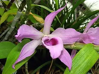 Flor de Dendrobium anosmum