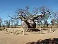 Adansonia gregorii na Austrália Ocidental.