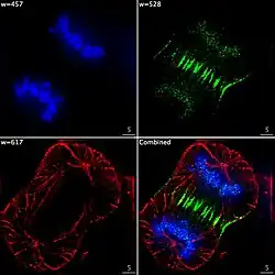 Imagem epifluorescente dos três componentes em uma divisão de uma célula cancerosa humana. O DNA está manchado de azul, uma proteína chamada INCENP aparece em verde, e os microtúbulos são vermelhos. Cada fluoróforo é processado separadamente utilizando uma combinação diferente de filtros de excitação e emissão, e as imagens são capturadas em sequência usando uma câmera CCD digital, em seguida, sobrepostas para dar uma imagem completa.