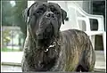 Bullmastiff tigrado
