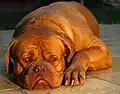 Dogue de bordeaux. Máscara marrom