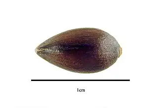 Sementes de Ephedra ciliata.