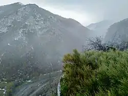 Arbustos de Ephedra major em Karvachar.