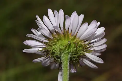 As numerosas brácteas verdes envolventes de Erigeron peregrinus, lineares e com ponta afilada, soltas e aproximadamente do mesmo comprimento.
