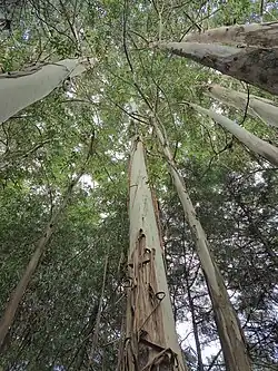 Um arranjo de ramos de Eucalyptus tereticornis mostrando folhas verdes longas e finas, cachos de botões florais em forma de cone, flores brancas e felpudas, e frutos lenhosos em forma de taça.