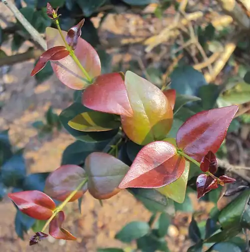 Pitangueira com folhas jovens, portanto mais avermelhadas.