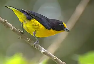 Gaturamo-verdadeiro (Euphonia violacea), macho