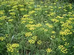 Euphorbia cyparissias.