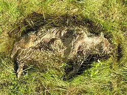 Decomposição ativa