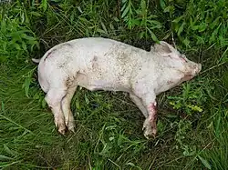 Carcaça de porco morto recentemente