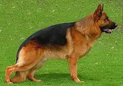 Bicolor. Marcação apelidada "capa-preta". Marrom ou avermelhado com manto preto.