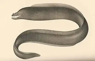 Enchelynassa vinolentus