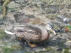 A brown duck in a fast-flowing stream