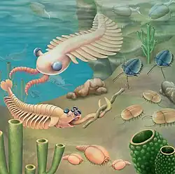 Ilustração colorida de um ambiente marinho antigo durante a explosão cambriana. Diversos organismos primitivos nadam ou rastejam no fundo do mar, com olhos, e corpos segmentados. Há esponjas verdes, trilobitas, criaturas semelhantes a camarões e formas estranhas que mostram como a vida marinha começou a se diversificar rapidamente nesse período da história da Terra.