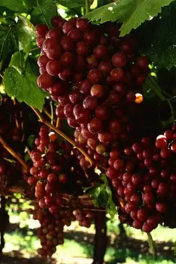 Uvas Flame sem sementes