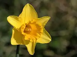 Narcissus, a flor nacional do País de Gales