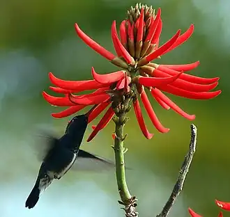 Beija-flor-de-garganta-verdeAmazilia fimbriata polinizandouma Erythrina speciosa