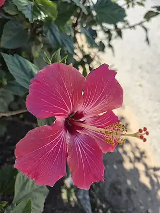 Hibiscus sp.