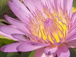 Um nenúfar polinizado por abelhas.