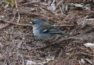 Tentilhão-dos-açores (Fringilla coelebs moreletti)