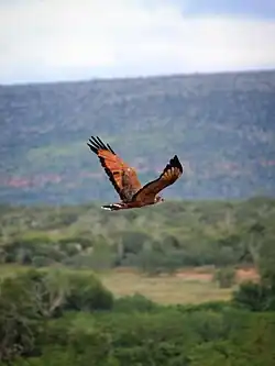 Gavião-caboclo, encontrado em todo território araciense